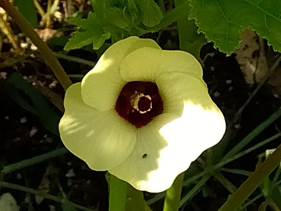 オクラの花💛に虫⁉️