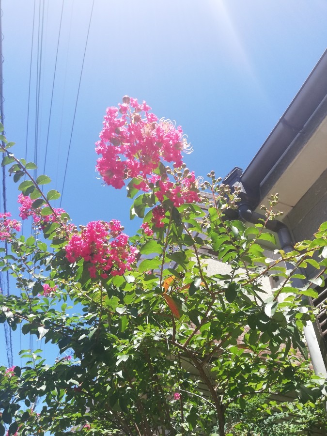 🌺花🌼
