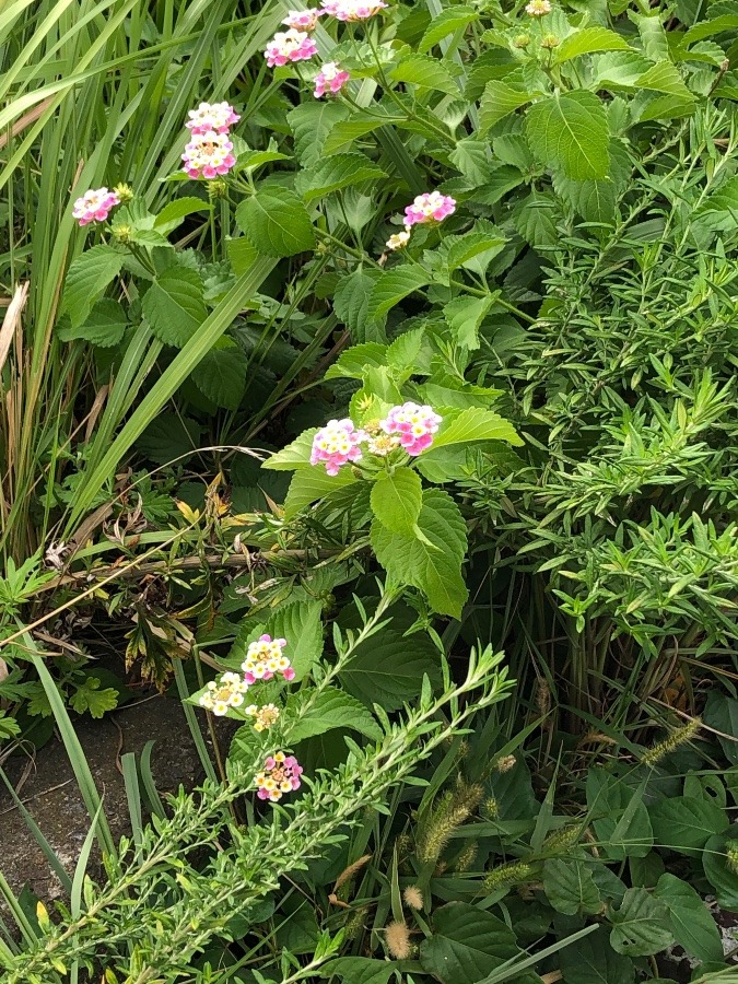 可愛い〜花！