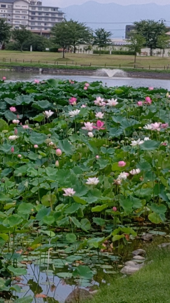 公園から温泉街⛲