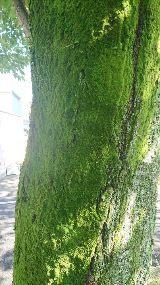 桜の木に苔〜🌿