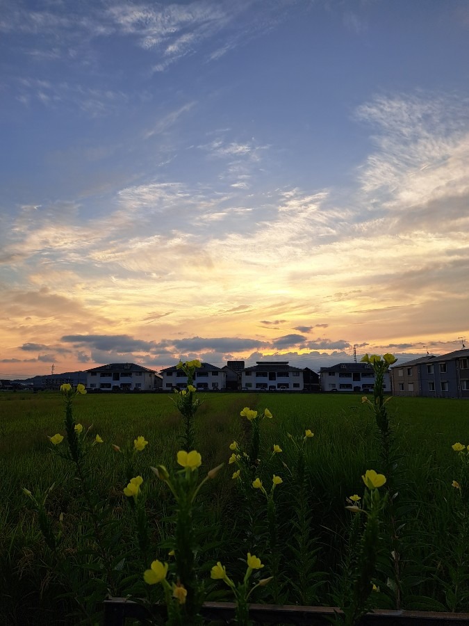 朝の散歩の風景　朝焼けの空