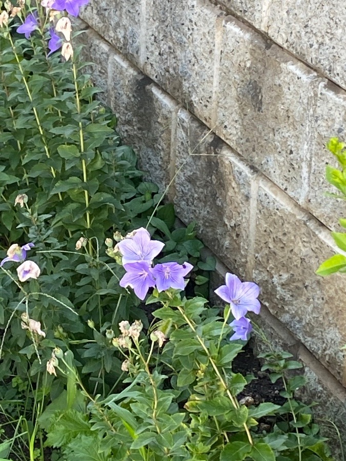 花🌸🌸🌸