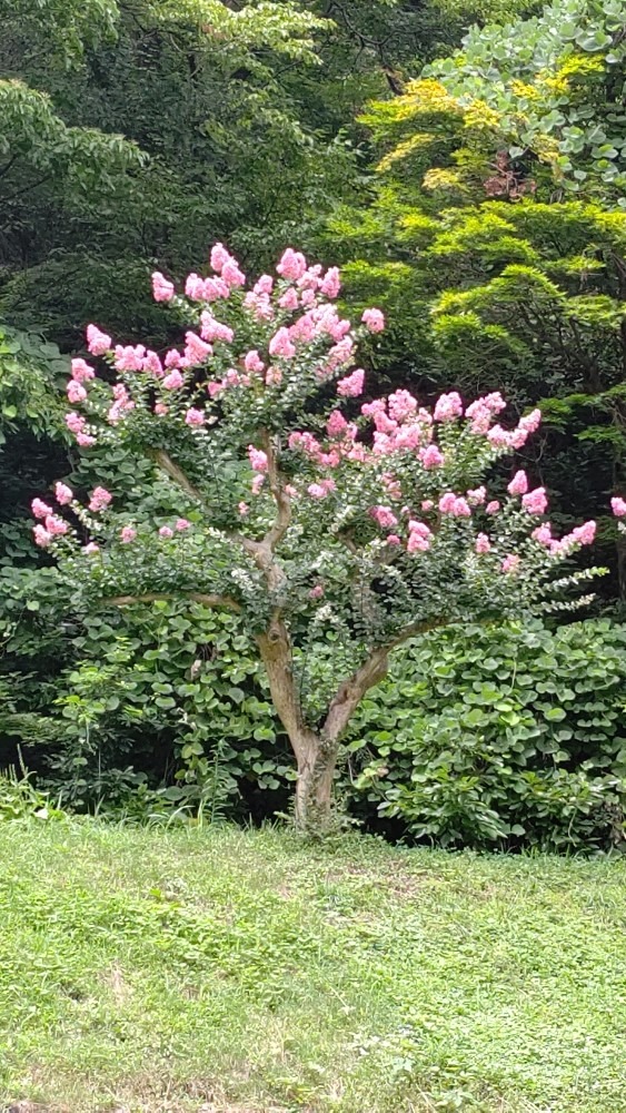 公園の百日紅🌺