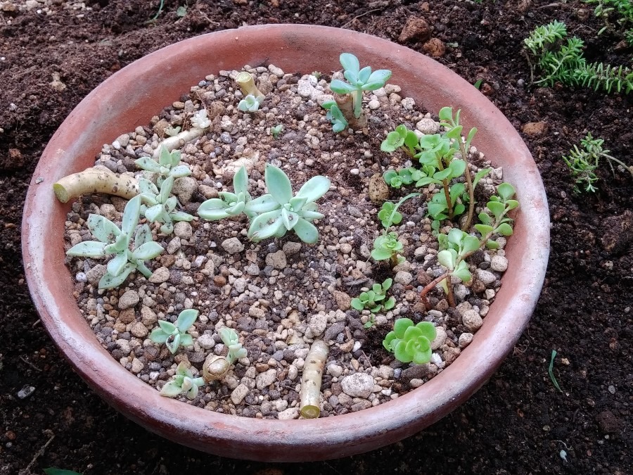 お庭の除草作業😄❗　まさか🌱😨❗⑥