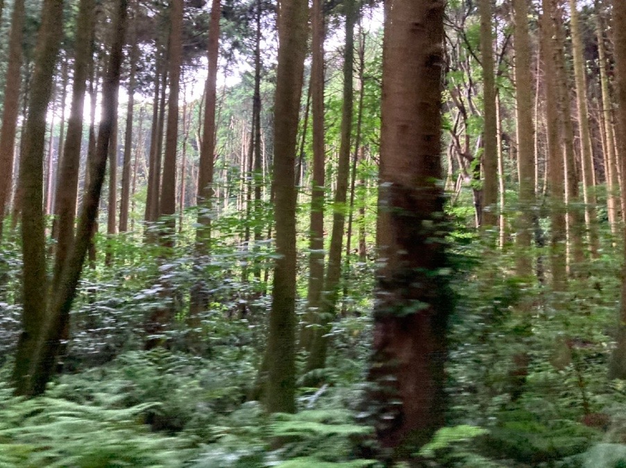 山林を彷徨う　雨のドライブ