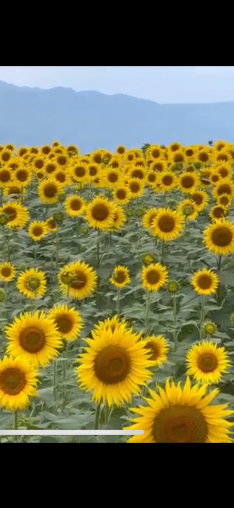 　　　🌻ひまわりの群生🌻