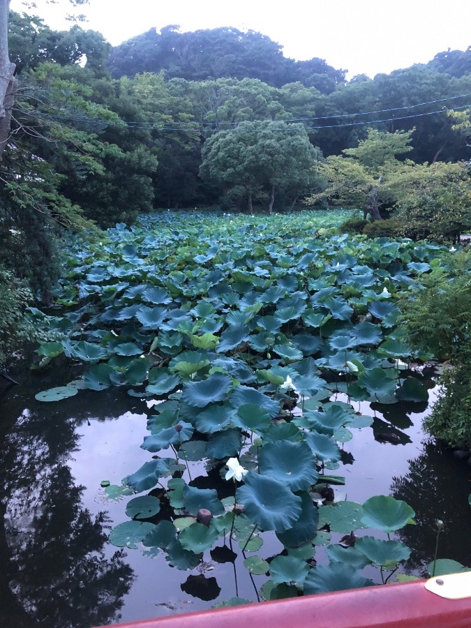 蓮の花