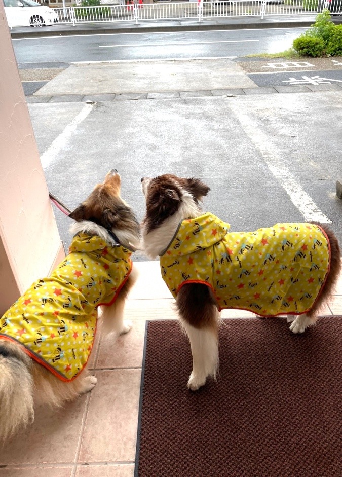 雨たまに雷⛈