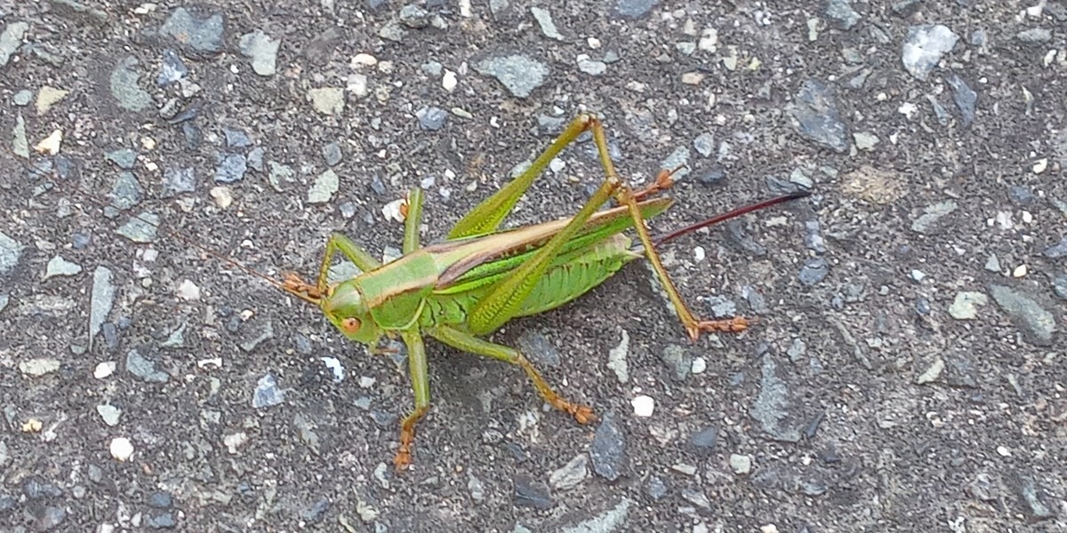 虫も歓迎してます🍀
