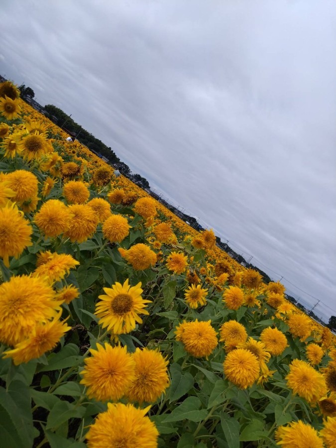 向日葵