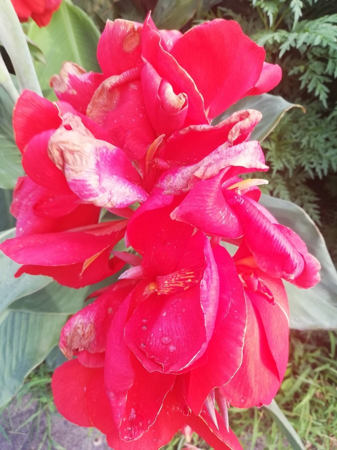 真っ赤な花🌺