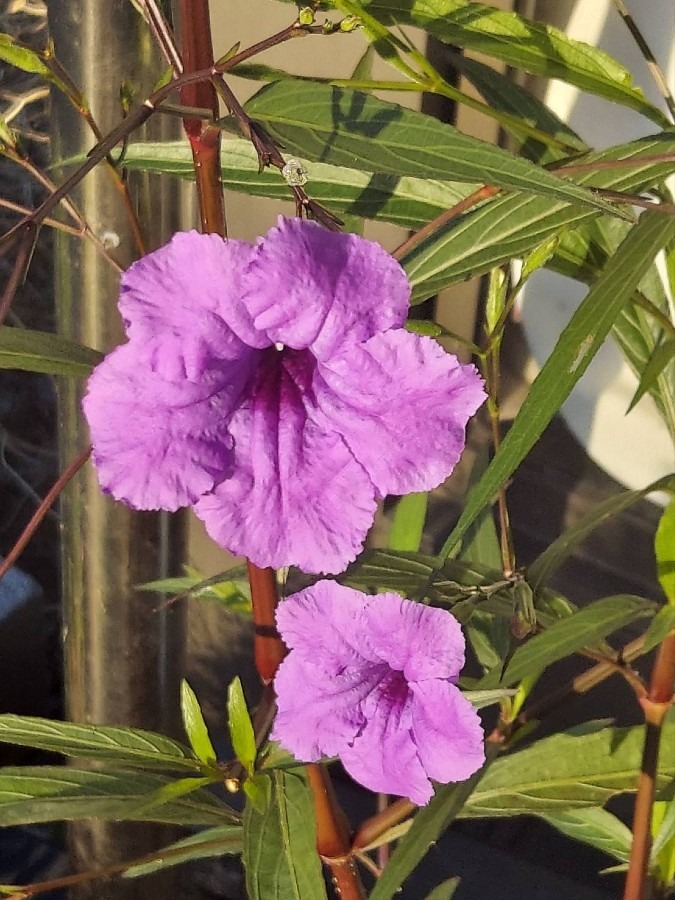 我が家の花(紫宝花🌼)