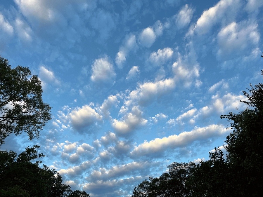 【朝の空】