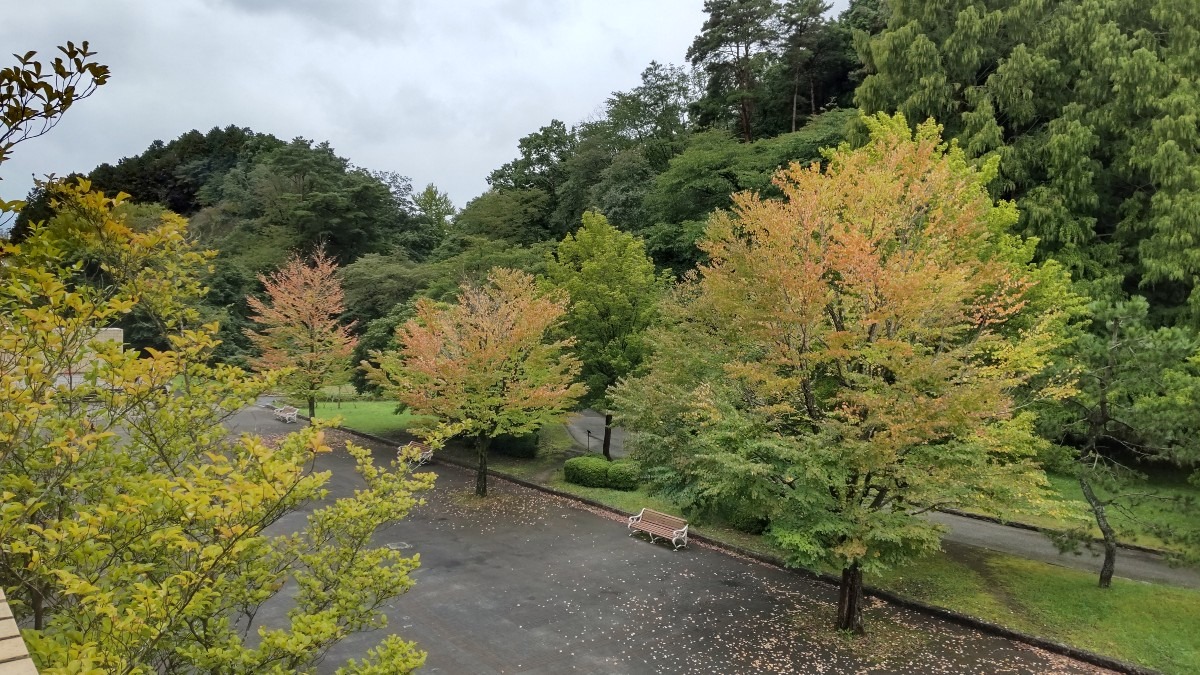 チヨット、おめかし❗️森林公園。