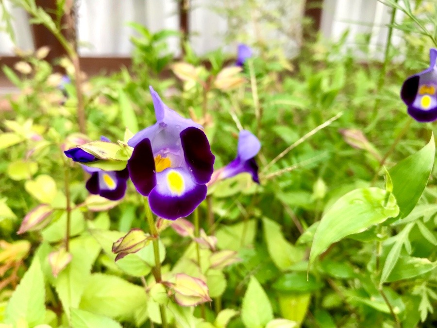 ⭕️可愛らしい花🌼