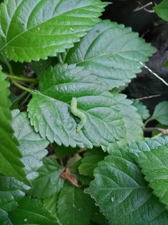 教えて！　カブトムシ博士‼　Ⅱ