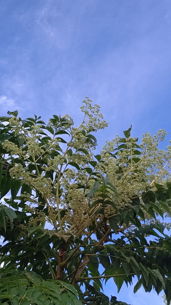 青空🌤️🌿🌿