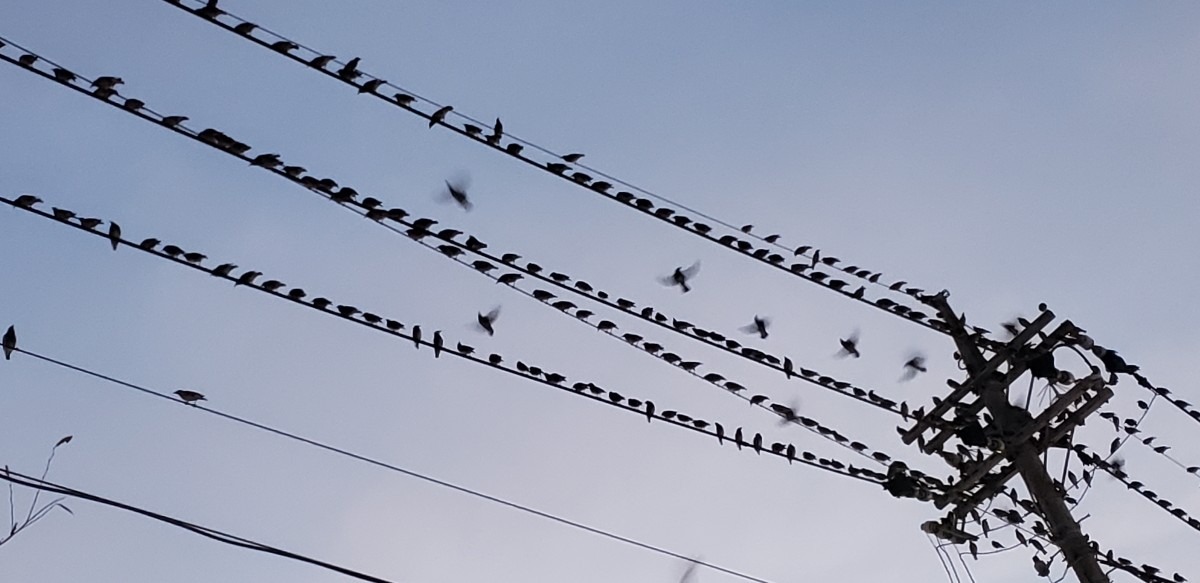 鳥だらけの電線❗️