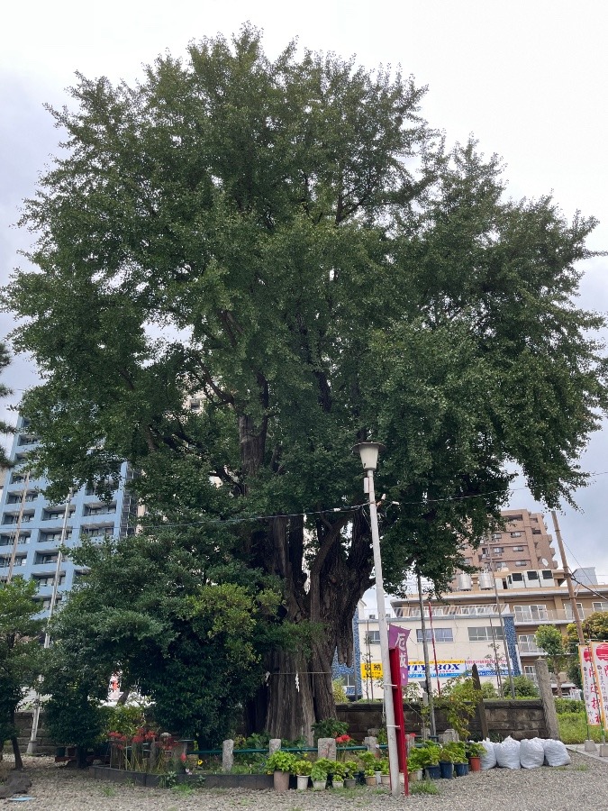 樹齢800年の御神木大銀杏