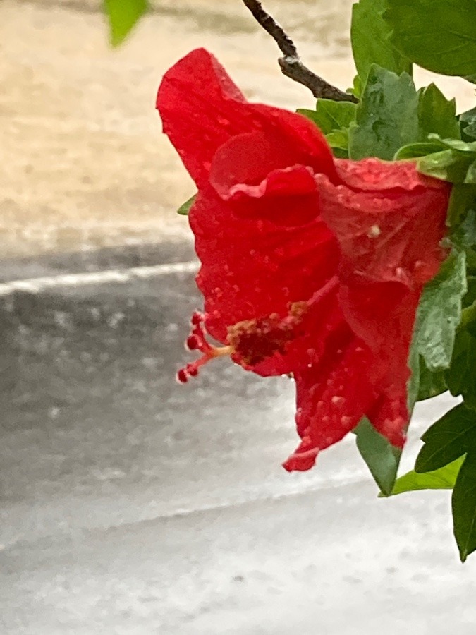 雨だ雨だ☔️