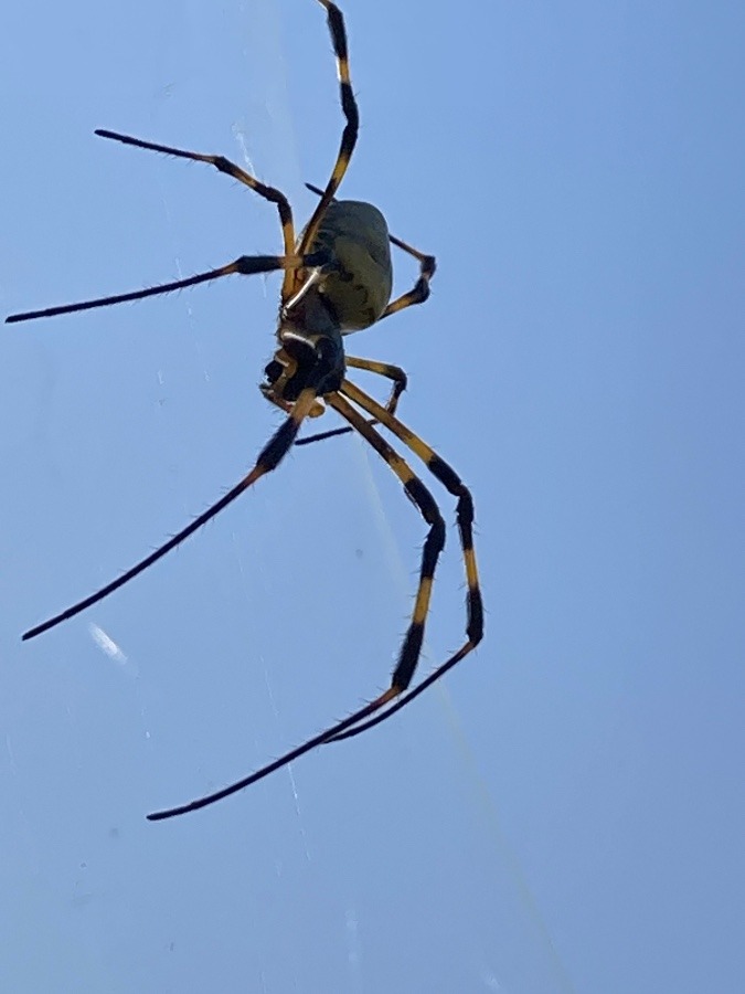 でかい蜘蛛🕷