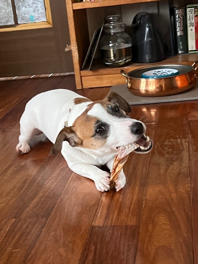 静かだ〜犬たち