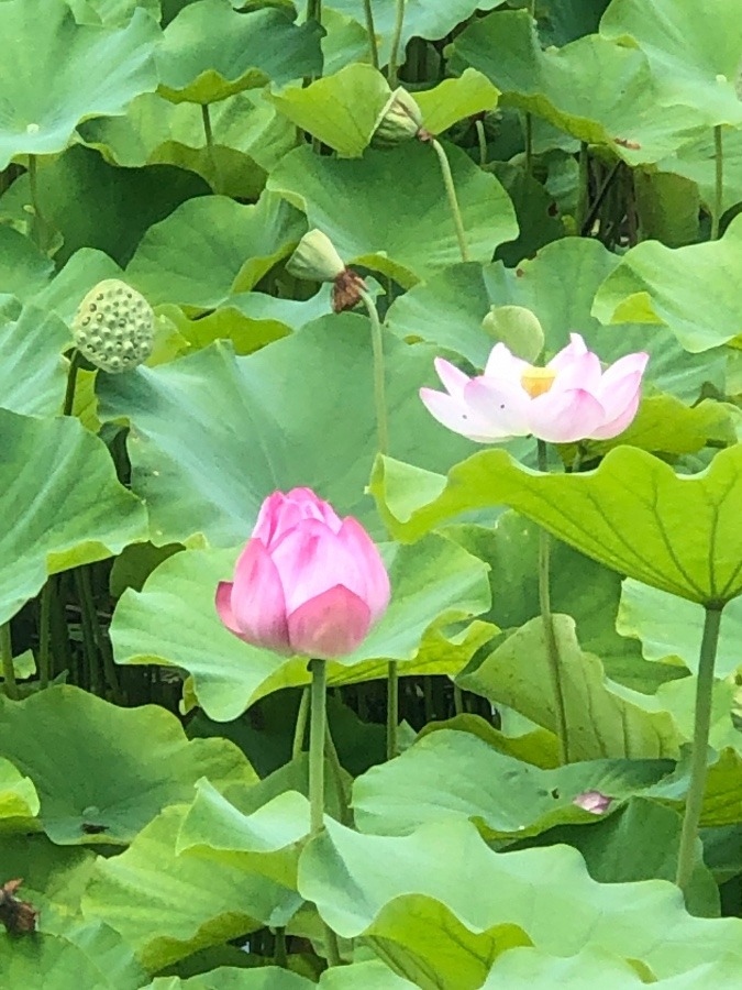 京都の一枚