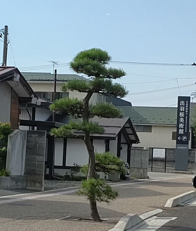 街路樹は松 🌳