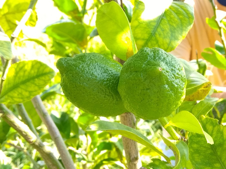 今年２回目です🍋