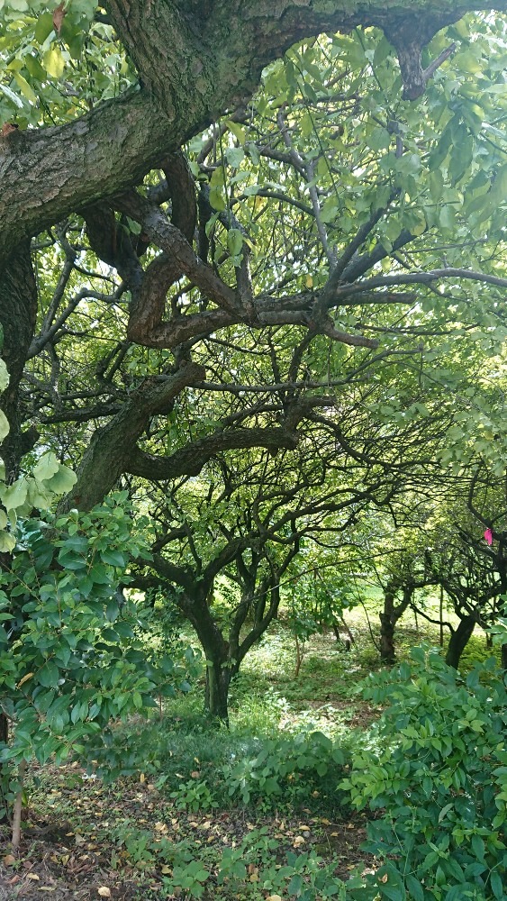 バス停脇の緑がいいね🌿