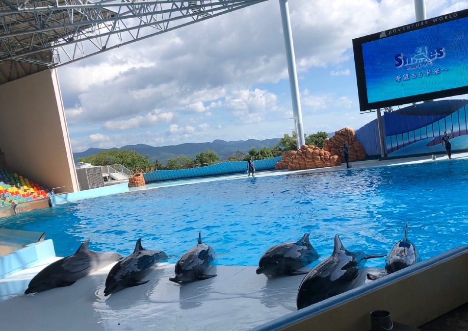 🐬勢揃い🐬