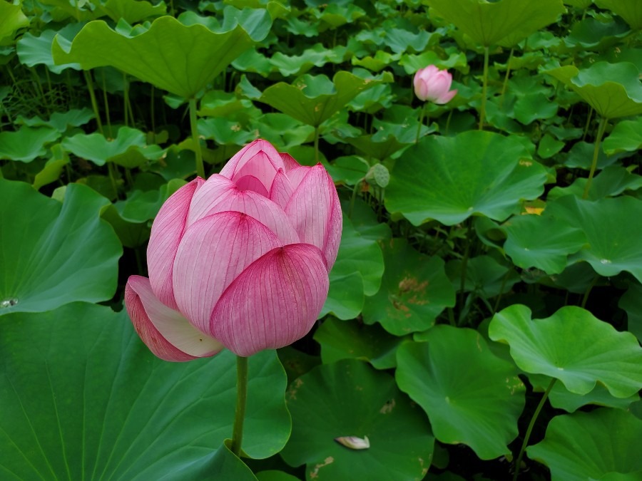 今年の蓮の花