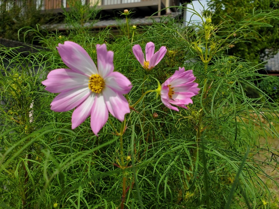 コスモス🌸