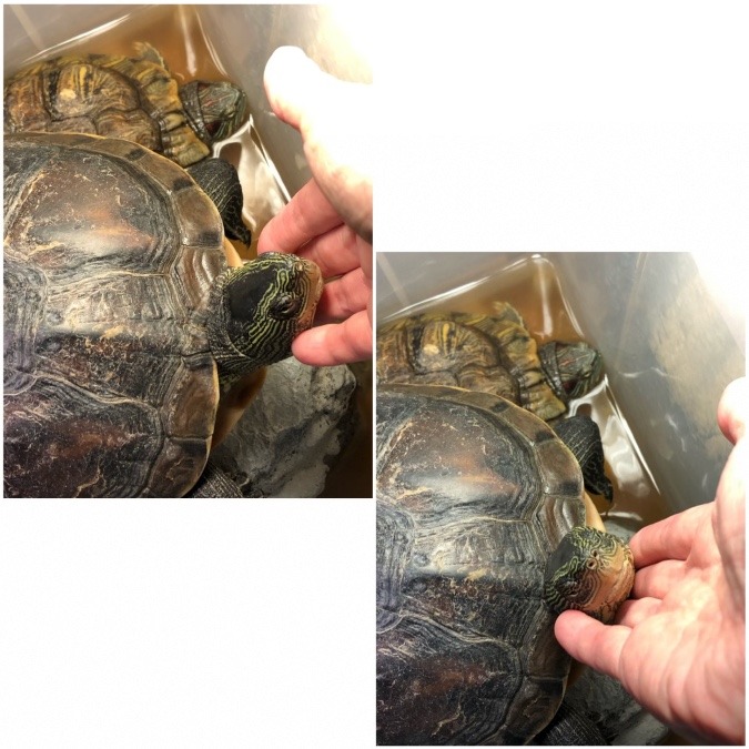 亀吉のおはよう