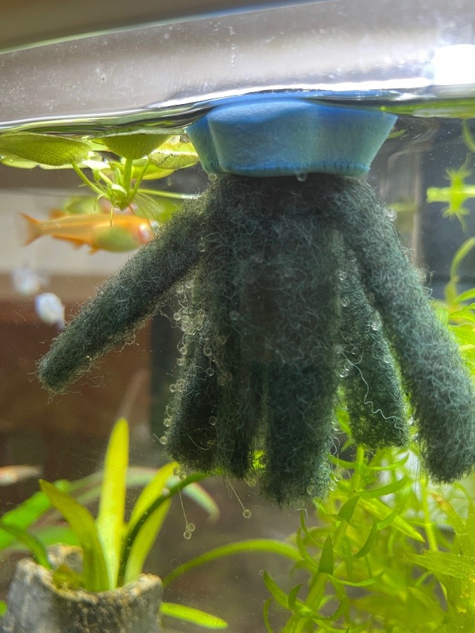 メダカの卵♬