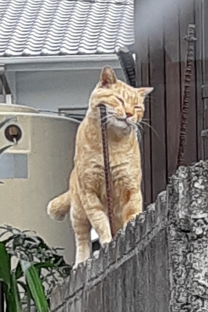 出勤前の猫