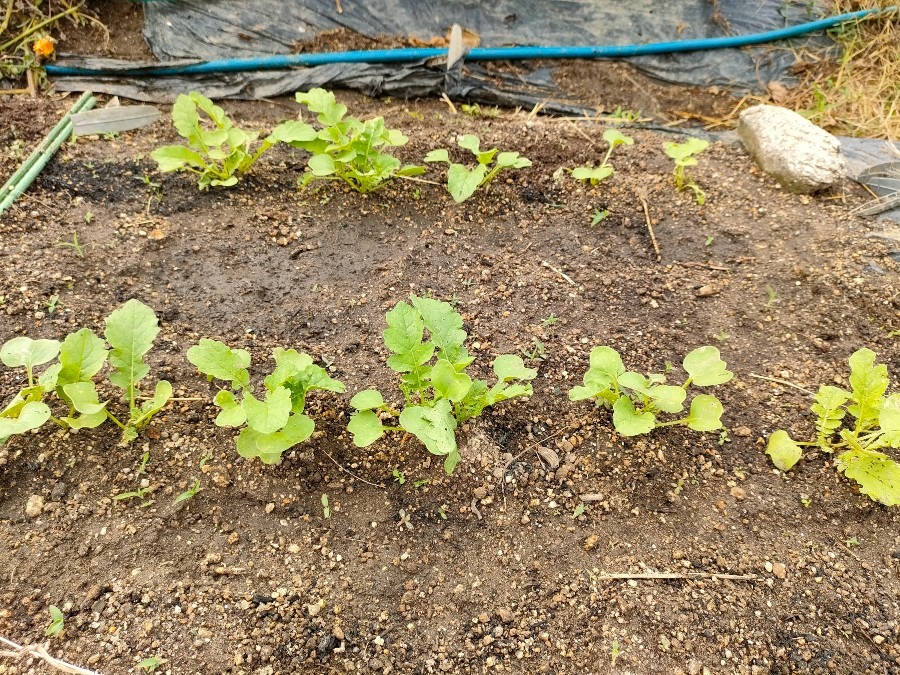 大根の芽が出ました