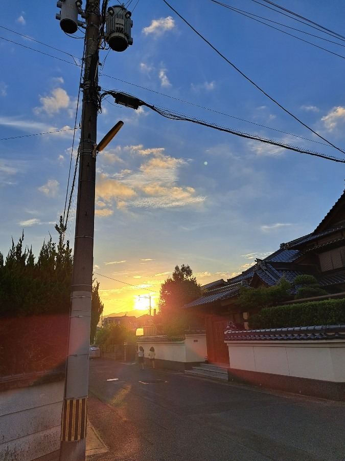 犬の散歩の風景