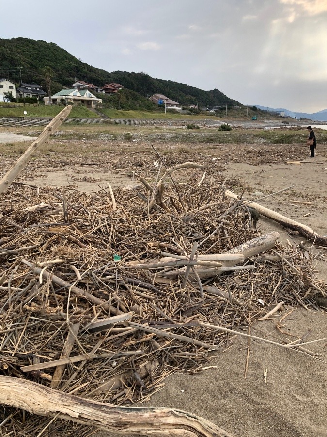 流木集め