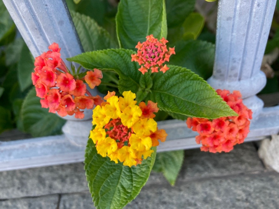 道ゆく先の花①