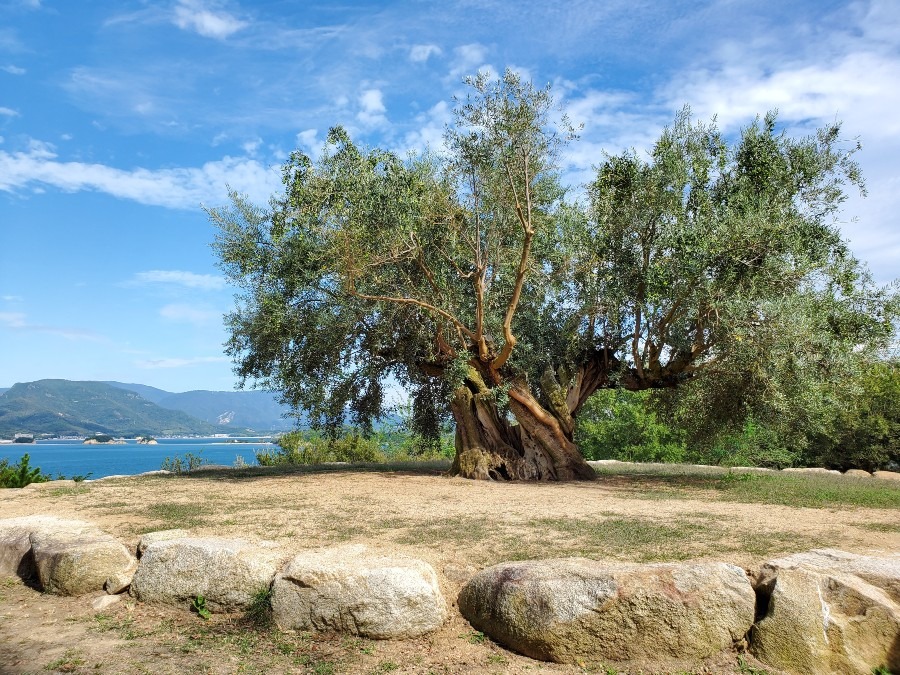 樹齢1000年のオリーヴの大樹