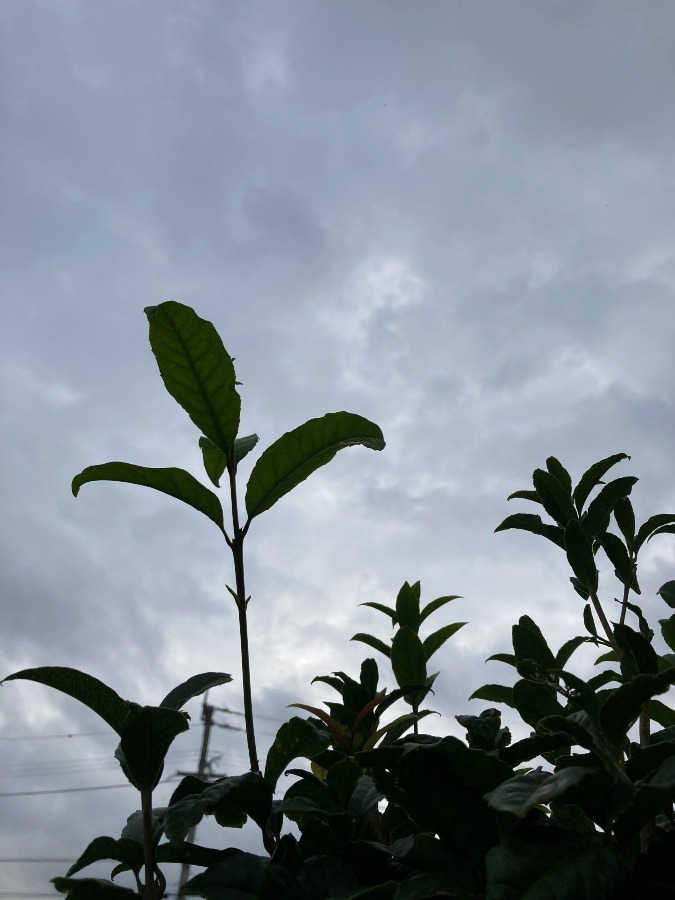 雨かしら☂️