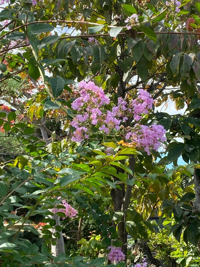 サルスベリ🌸🌸🌸