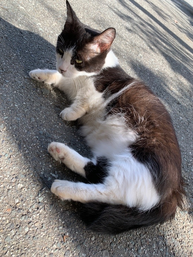 😽びびちゃん😽
