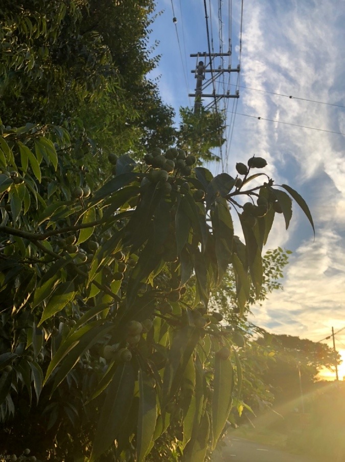 🌤どんぐりも✨