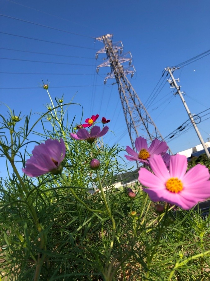 🌸青空に映える🌸