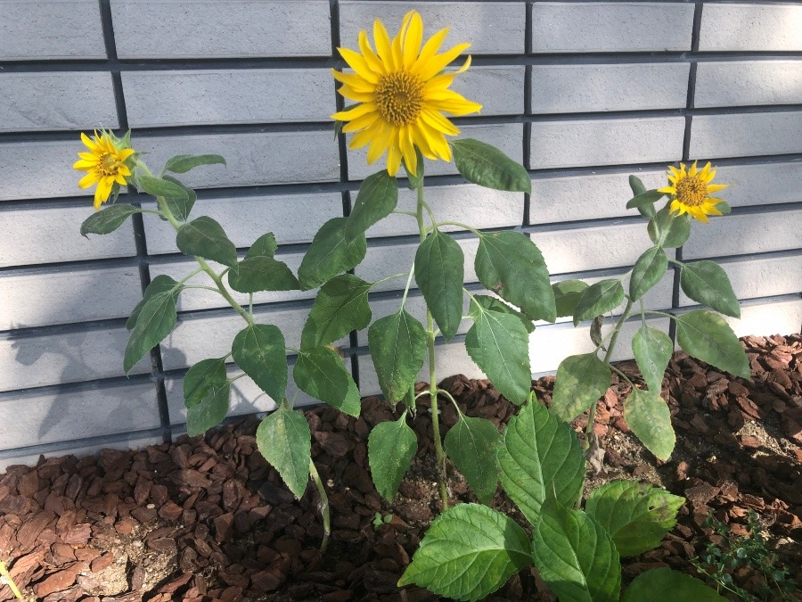 あら　まだ咲いてた🌻🌻🌻🌻