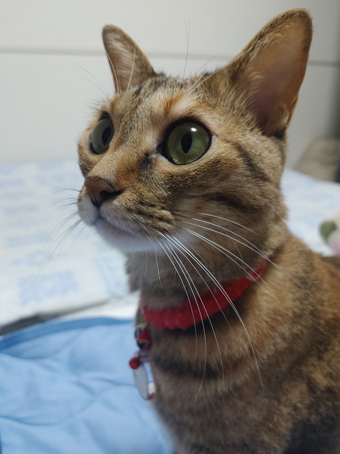 今夜のルルしゃん🐱③