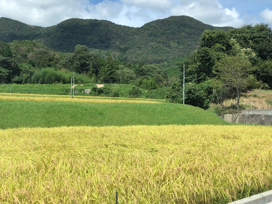 もうすぐ稲刈り